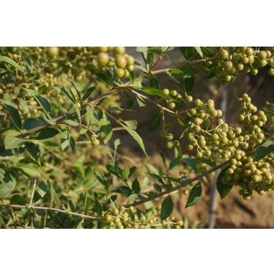 画像5: ヘナ100%【エコヴェーダ2019　オレンジ 】オーガニックハーバルヘアカラー　100g＋プレゼント「取扱説明書つき 脱臭・調湿 和（わ）シート・ミニ」オリジナルセット