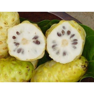 画像6: 12種類の天然エキスを融合【ノニピュアローション(ノニ無添加化粧品）】120ml×3本＋取扱説明書つき万能レジ袋セット