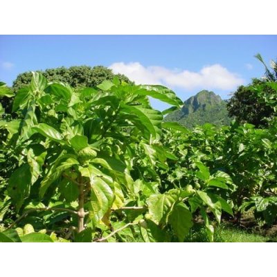 画像3: 【ノニピュアローション(ノニ無添加化粧品）】 120ml/1本＆【ノニホワイトモイスチャーゲル(お肌を保護するノニ無添加化粧品）】150g/2個＋取扱説明書つき万能レジ袋セット